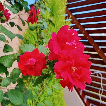Rosinha Country House Vale de Cambra Exterior foto